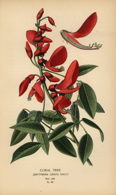Koralltre, Erythrina crista-galli. av Désiré Georges Jean Marie Bois