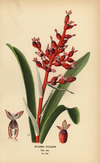 Korallbær, Aechmea fulgens. Kromolitografi fra en illustrasjon av Desire Bois fra Edward Step