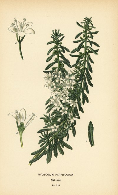 Krypende boobialla, Myoporum parvifolium. Kromolitografi fra en illustrasjon av Desire Bois fra Edward Step