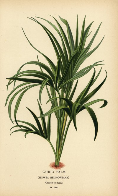 Krøllet håndflate, Howea belmoreana. Sårbar. Kromolitografi fra en illustrasjon av Desire Bois fra Edward Step