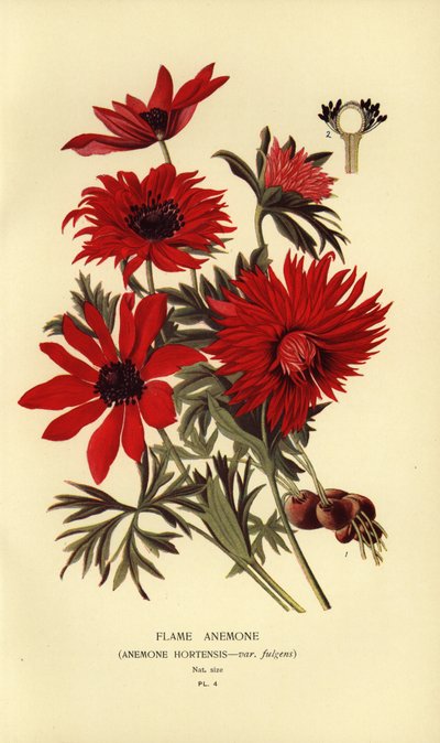 Flammanemone, Anemone hortensis. av Désiré Georges Jean Marie Bois