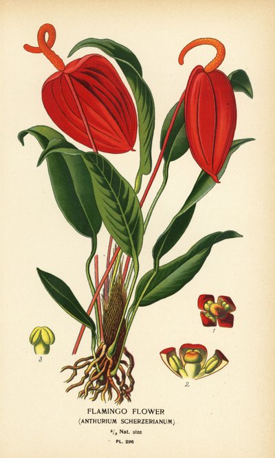 Flamingoblomst, Anthurium scherzerianum. Kromolitografi fra en illustrasjon av Desire Bois fra Edward Step's Favorite Flowers of Garden and Greenhouse, Frederick Warne, London av Désiré Georges Jean Marie Bois