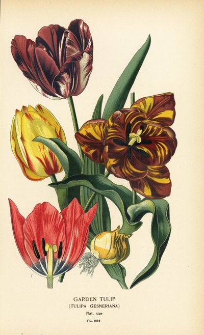 Hagetulipan, Tulipa gesneriana. Kromolitografi fra en illustrasjon av Desire Bois fra Edward Step's Favorite Flowers of Garden and Greenhouse, Frederick Warne, London av Désiré Georges Jean Marie Bois
