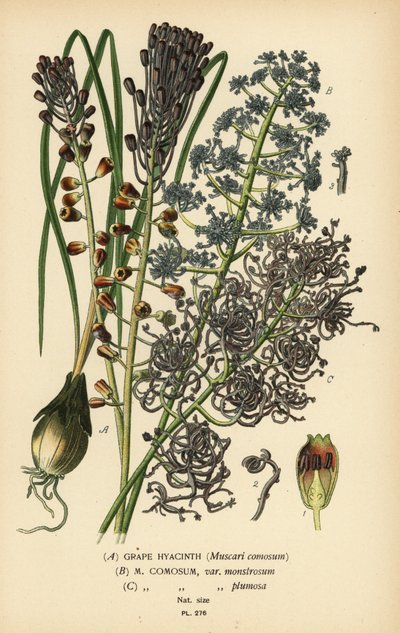 Druehyasint, Leopoldia comosa (Muscari comosum, var. monstrosum, var. plumosa). Kromolitografi fra en illustrasjon av Desire Bois fra Edward Step