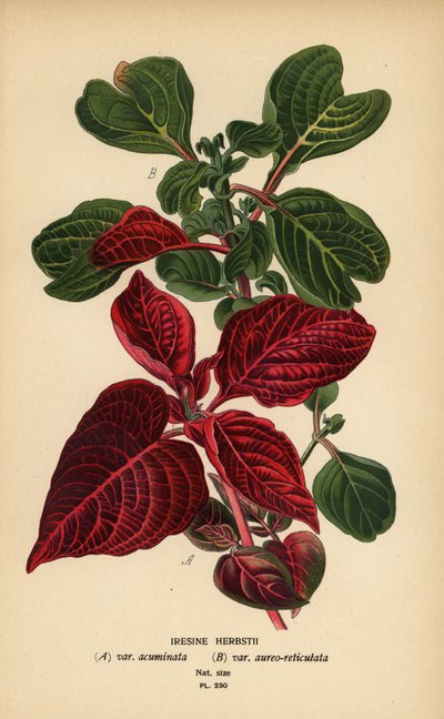 Herbsts blodbladsorter, Iresine herbstii a) var. acuminata, b) var. aureo-reticulata. Kromolitografi fra en illustrasjon av Desire Bois fra Edward Step's Favorite Flowers of Garden and Greenhouse, Frederick Warne, London av Désiré Georges Jean Marie Bois
