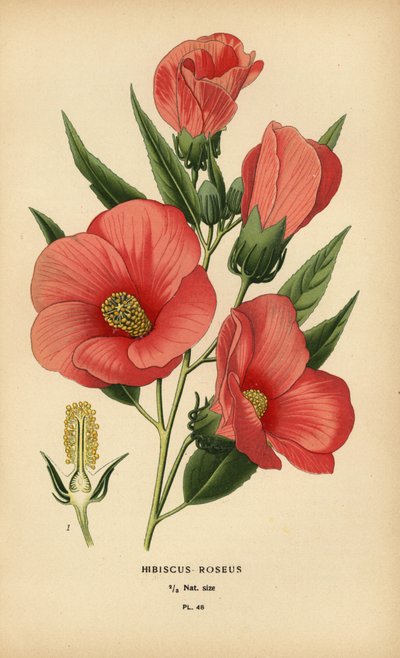 Rosa hibiskus. av Désiré Georges Jean Marie Bois