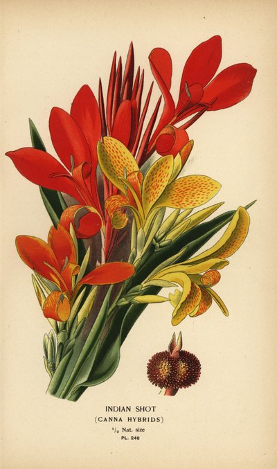 Indisk skudd, Canna indica hybrider. Kromolitografi fra en illustrasjon av Desire Bois fra Edward Step