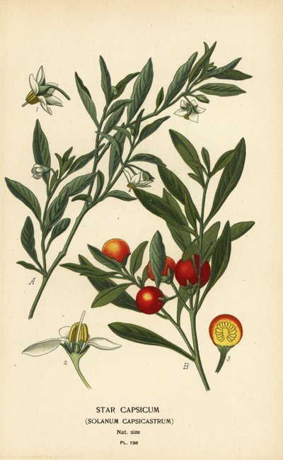 Jerusalem kirsebær, Solanum pseudocapsicum var. diflores av Désiré Georges Jean Marie Bois