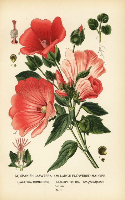 Lavatera trimestris og Malope trifida. av Désiré Georges Jean Marie Bois