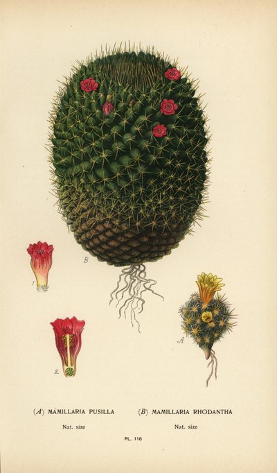 Mammillaria prolifera og Mammillaria rhodantha. av Désiré Georges Jean Marie Bois