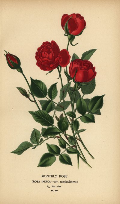 Månedsrose, Rosa chinensis var. semperflorens. av Désiré Georges Jean Marie Bois