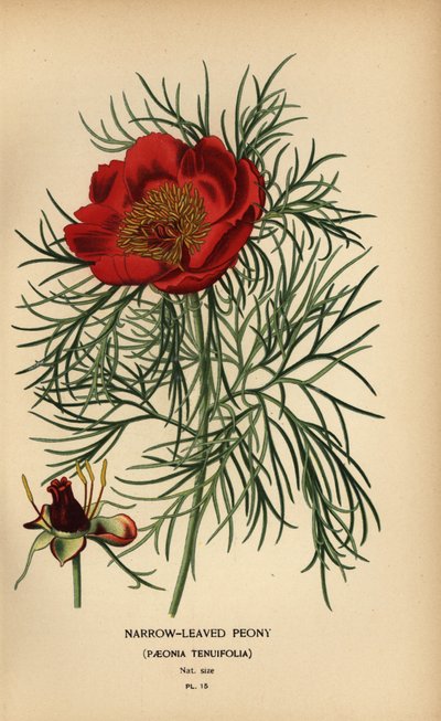Smalbladet pion, Paeonia tenuifolia, av Désiré Georges Jean Marie Bois