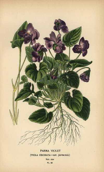 Parma fiolett, viola duftende. av Désiré Georges Jean Marie Bois