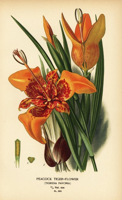 Påfugltigerblomst, Tigridia pavonia. Kromolitografi fra en illustrasjon av Desire Bois fra Edward Step