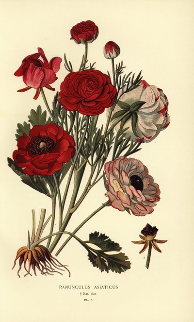 Persiske smørblomster, Ranunculus asiatica. av Désiré Georges Jean Marie Bois