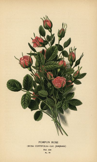 Pompongrose, Rosa centifolia var. pompony. av Désiré Georges Jean Marie Bois