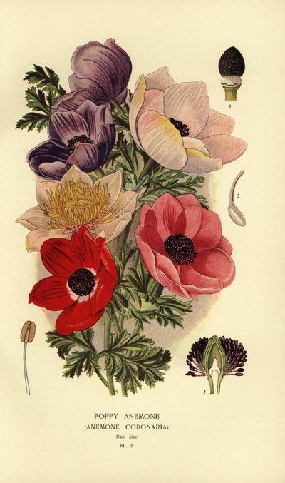 Valmueanemoner, Anemone coronaria. av Désiré Georges Jean Marie Bois