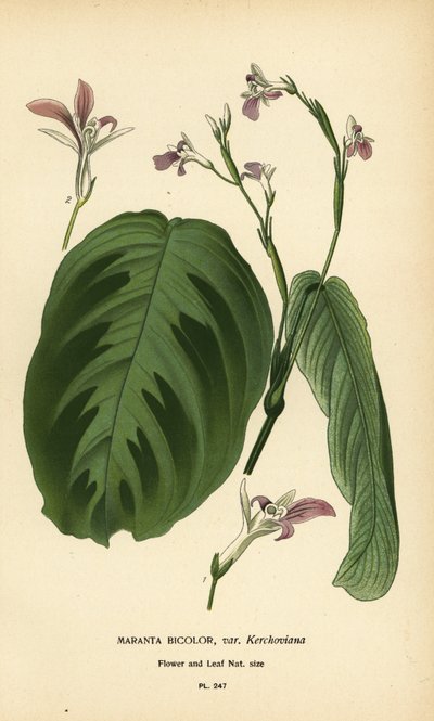 Bønneplante, Maranta leuconeura (Maranta bicolor var. Kerchoviana). Kromolitografi fra en illustrasjon av Desire Bois fra Edward Step