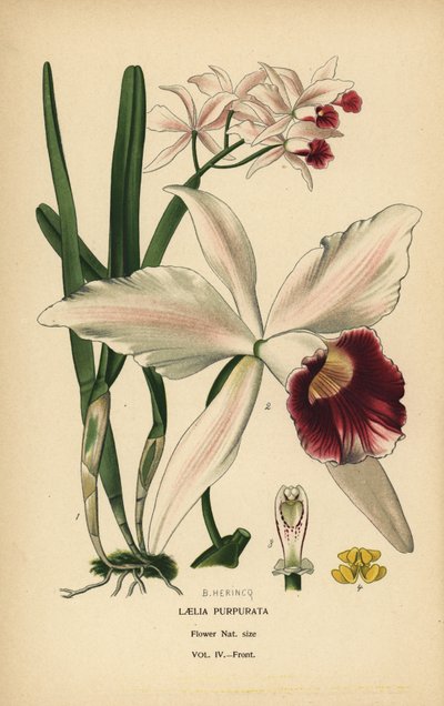Lillafarget laelia-orkide, Cattleya purpurata (Laelia purpurata). Kromolitografi fra en illustrasjon av B. Herincq fra Edward Step's Favorite Flowers of Garden and Greenhouse, Frederick Warne, London av Désiré Georges Jean Marie Bois