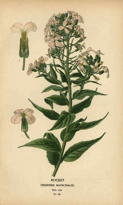 Rocket, Hespers matrone. av Désiré Georges Jean Marie Bois