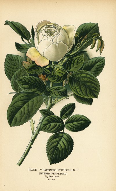 Rose Baroness Rothschild, hybrid evigvarende. av Désiré Georges Jean Marie Bois