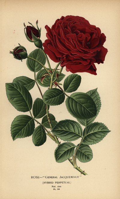 Rose General Jacqueminot, evigvarende hybrid. av Désiré Georges Jean Marie Bois