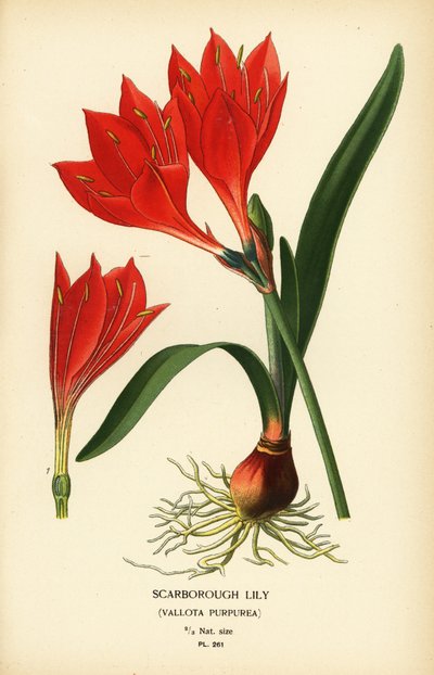Scarborough lilje, Cyrtanthus elatus (Vallota purpurea). Kromolitografi fra en illustrasjon av Desire Bois fra Edward Step