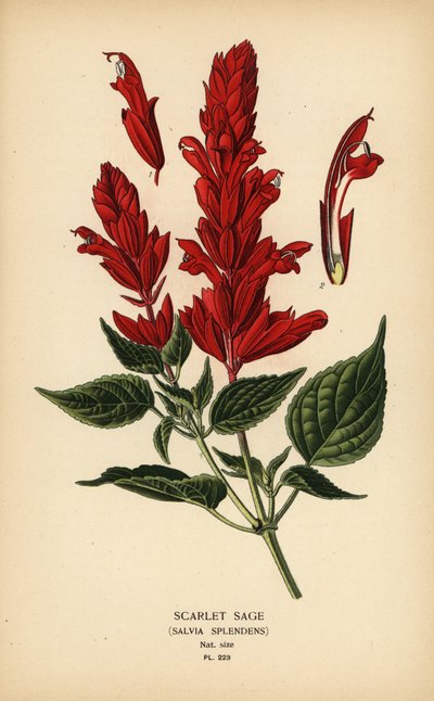 Skarlagensrød salvie, Salvia splendens. Kromolitografi fra en illustrasjon av Desire Bois fra Edward Step