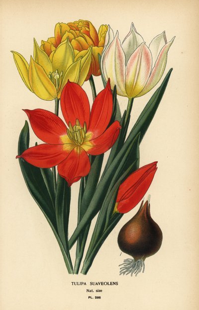 Schrencks tulipan, Tulipa suaveolens eller Tulipa schrenkii. Kromolitografi fra en illustrasjon av Desire Bois fra Edward Step