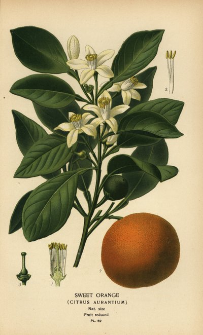 Søt appelsin, Citrus x aurantium. av Désiré Georges Jean Marie Bois