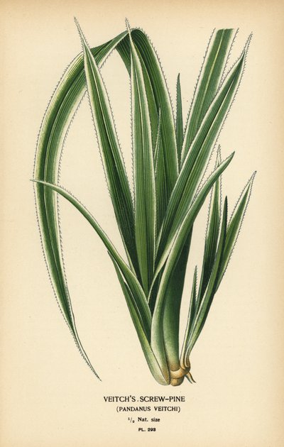 Tahitisk skruefuru, Pandanus tectorius (Veitchs skruefuru, Pandanus veitchii). Kromolitografi fra en illustrasjon av Desire Bois fra Edward Step