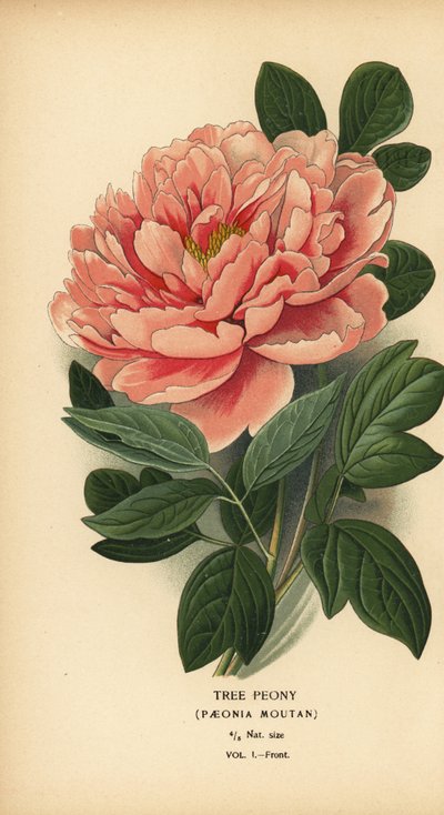 Trepion, Paeonia moutan. av Désiré Georges Jean Marie Bois