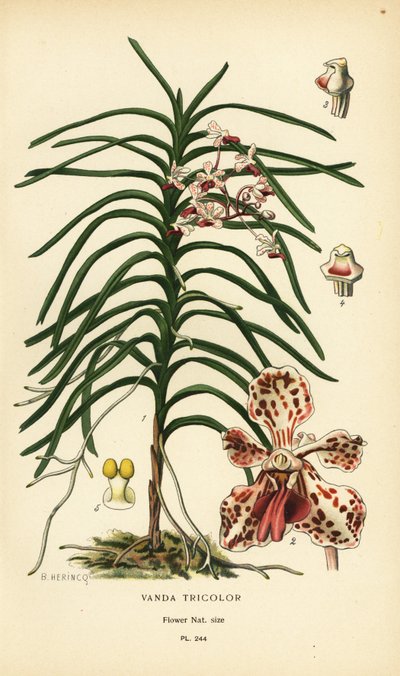 Vanda tricolor orkidé. Kromolitografi fra en illustrasjon av B. Herincq fra Edward Step’s Favorite Flowers of Garden and Greenhouse, Frederick Warne, London av Désiré Georges Jean Marie Bois
