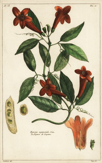 Hvitløksranke, Bignonia equinoctialis, Linn av Duchesne Duchesne
