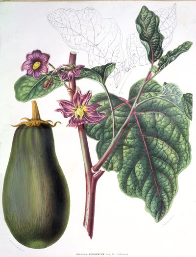 Aubergine, botanisk tallerken fra Flora of the Gardens of the Kingdom of the Netherlands av A. W. Sythoff, 1860 av Dutch School