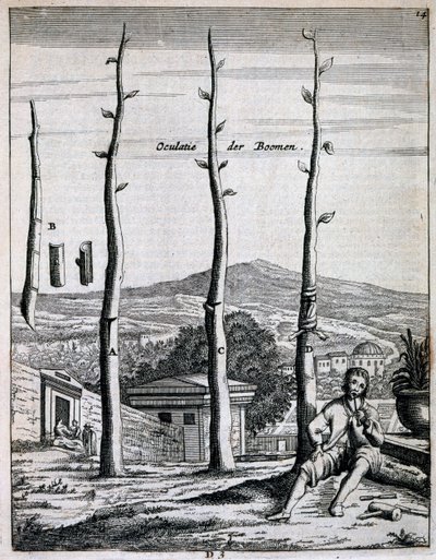Frukttrær, fra De Nederlandze Hesperides av Jan Commelin, utgitt 1676 av Dutch School