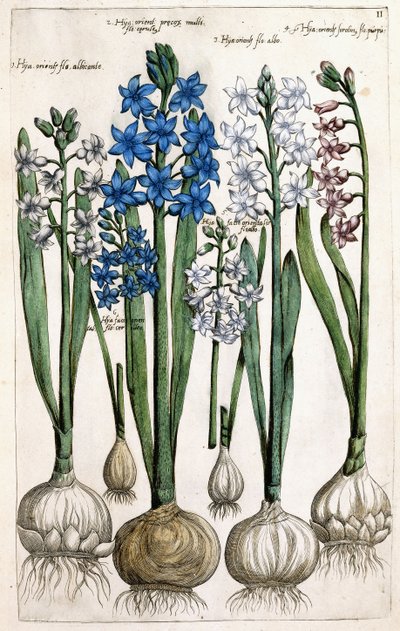 Hyacinter, 1631-1647 av Dutch School