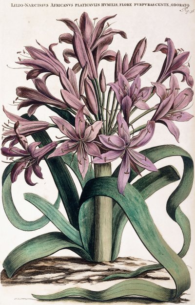 Lillio-Narcissus, 1697-1701 av Dutch School