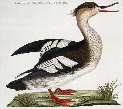 Mergus Serrator, kvinne av Dutch School