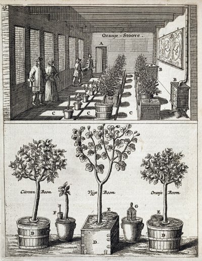 Orangery, fra De Nederlandze Hesperides av Jan Commelin, utgitt 1676 av Dutch School