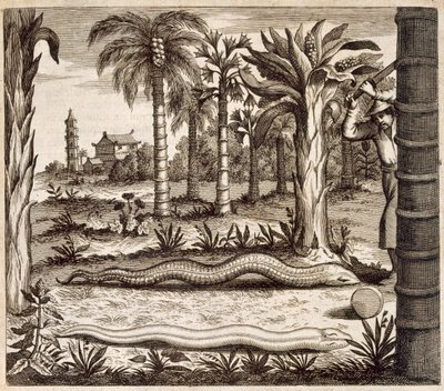 Steinslangen, fra Kina illustrert av Athanasius Kircher (1601-80) 1667 av Dutch School