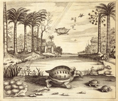 Skilpaddeegg klekking, fra Kina Illustrert av Athanasius Kircher (1601-80) 1667 av Dutch School