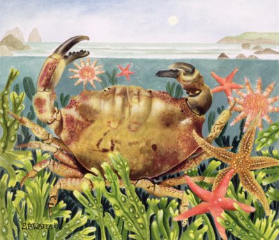 Furrowed Crab with Starfish Underwater, 1997 (akryl på papir) av E.B. Watts