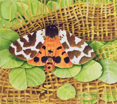 Tiger Moth, 1999 (akryl på papir) av E.B. Watts