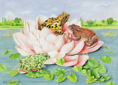 Water Lily, 1998 (akryl på papir) av E.B. Watts