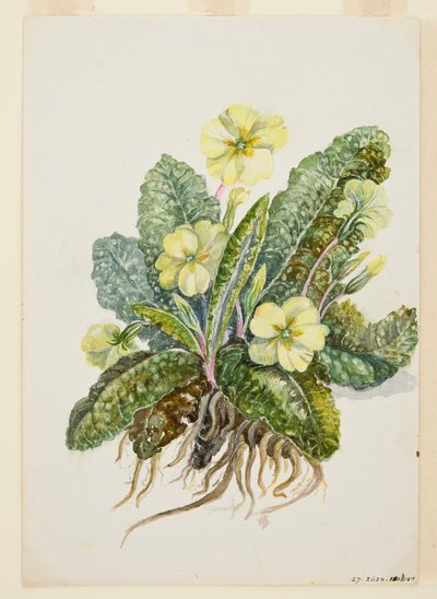 Primula vulgaris Huds Primrose, c1920-tallet. av EF Crowley