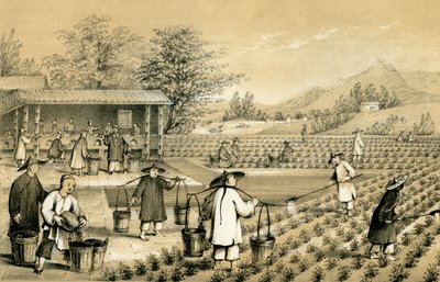 Kultur og tilberedning av te, Kina, 1847. av E Gilks