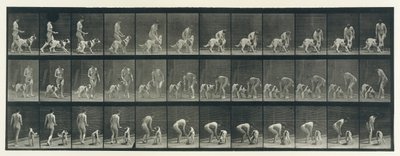 Dyrebevegelse. En elektrofotografisk undersøkelse av påfølgende faser av dyr ..., 1880-tallet. av Eadweard Muybridge