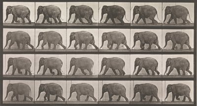 Dyrebevegelse. En elektrofotografisk undersøkelse av påfølgende faser av dyr ..., 1880-tallet. av Eadweard Muybridge