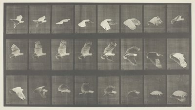 Dyrebevegelse, plate 758, 1887. av Eadweard Muybridge